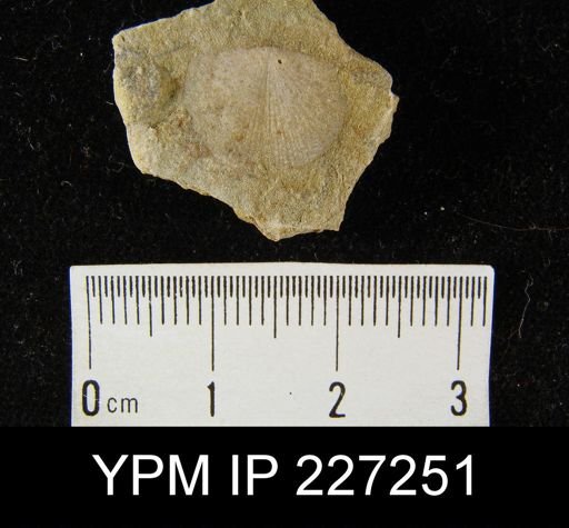 Dalmanella elegantula