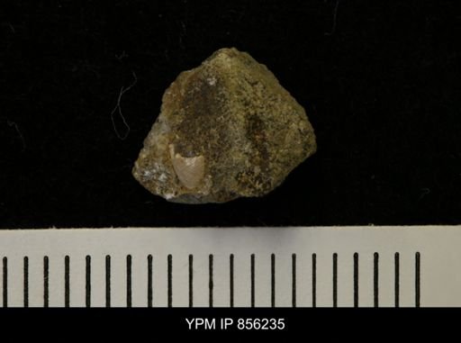 undet. Gastropoda