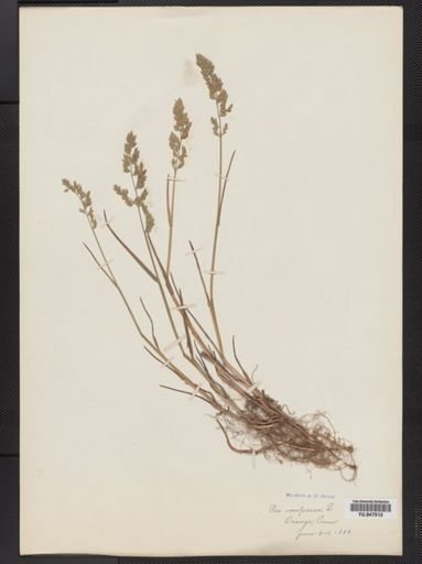 Poa compressa