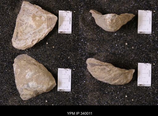 Ostrea glabra wyomingensis