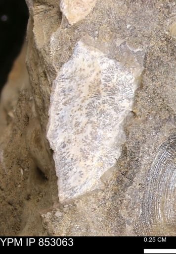 Limopsis striatopunctatus