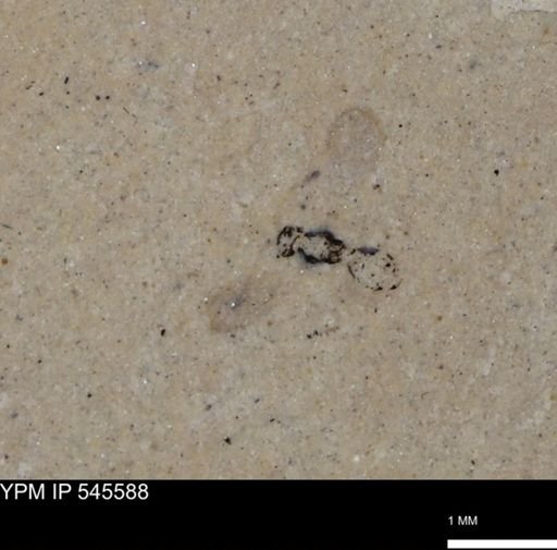 undet. Hymenoptera
