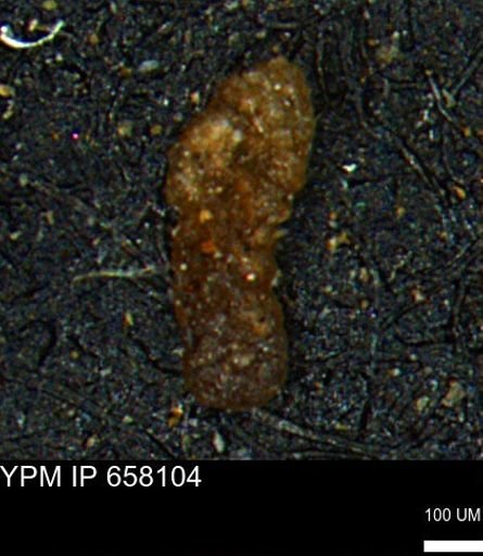 Ammobaculoides whitneyi