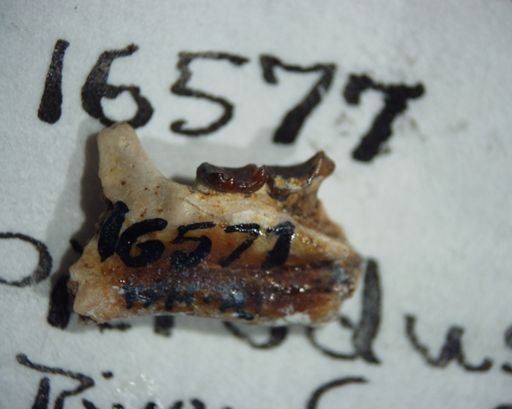 Picrodus