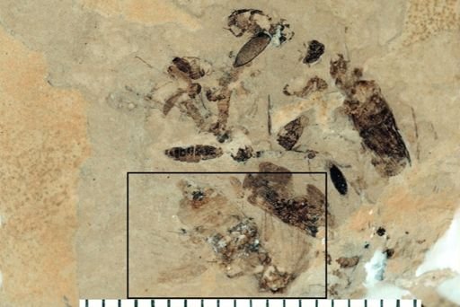 Auchenorrhyncha