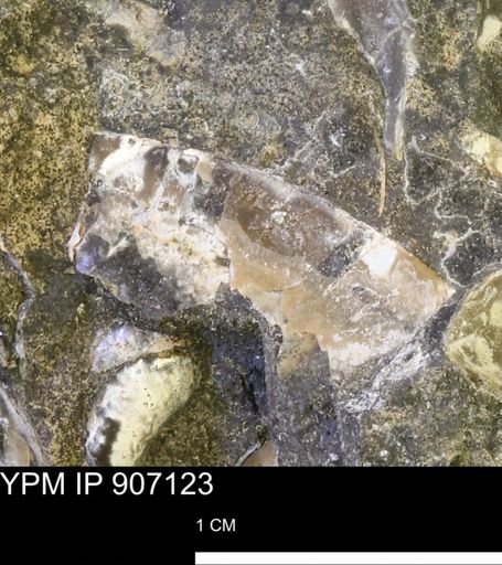 undet. Mollusca