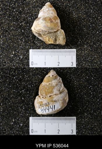 Tulotoma thompsoni