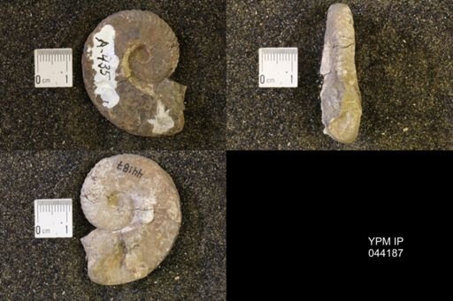 Hoploscaphites nicolletii