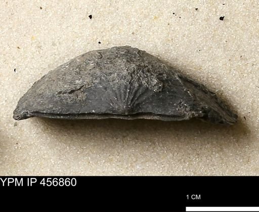 Stropheodonta sp.