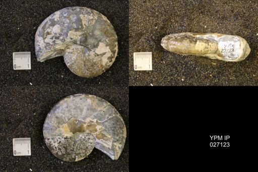 Discoscaphites conradi