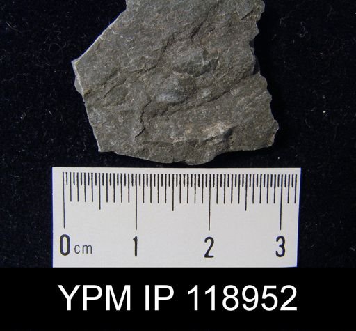 Anoplotheca hemispherica