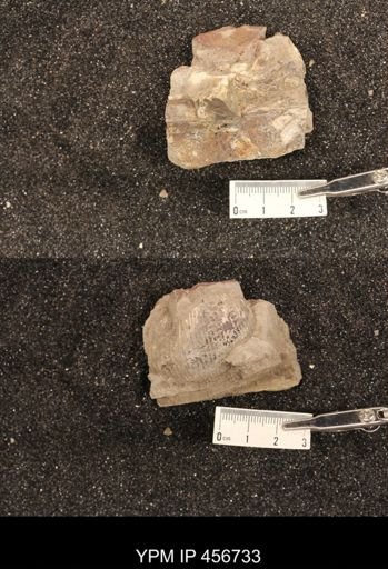 undet. Scaphitidae