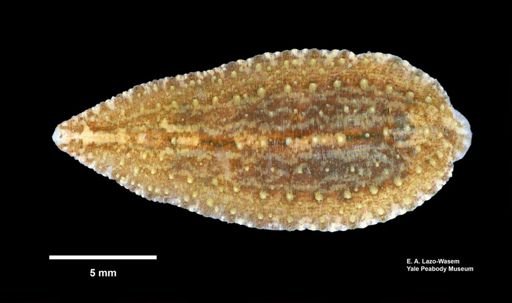 Placobdella papillifera