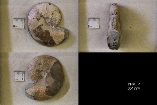 Hoploscaphites nicolletii