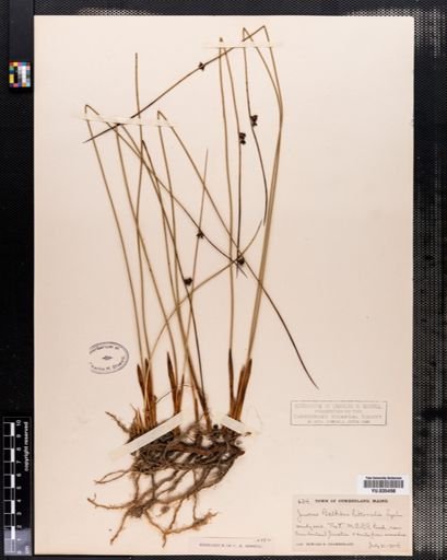 Juncus balticus