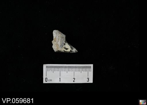 Cretoxyrhina? mantelli