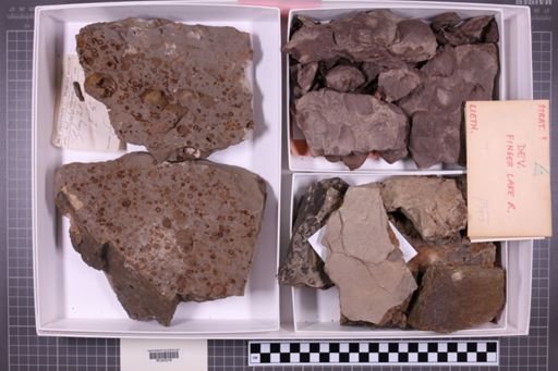 mixed taxa, stratigraphic collection