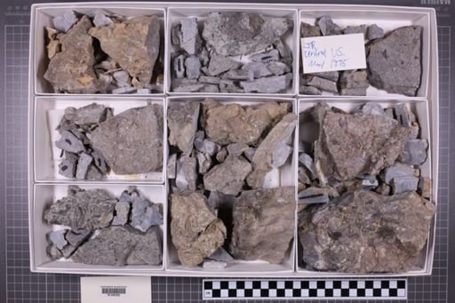 mixed taxa, stratigraphic collection