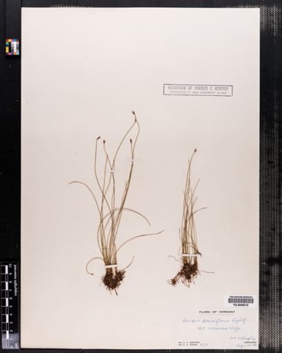 Eleocharis pauciflora