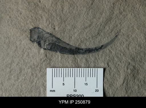 Paracarcinosoma scorpionis