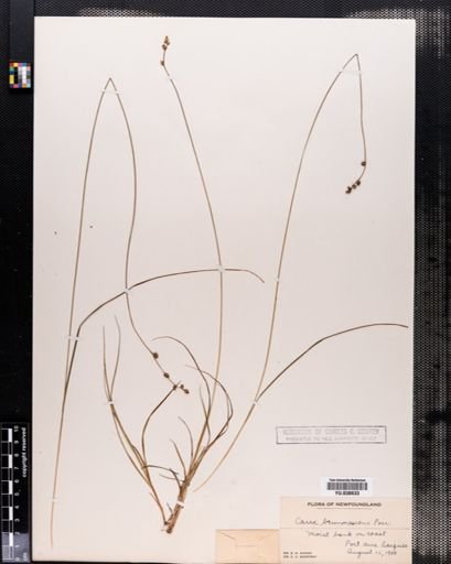 Carex brunnescens