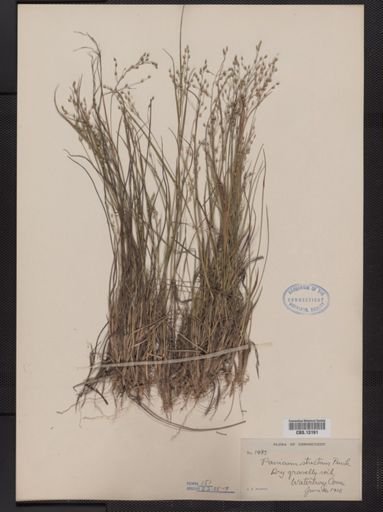 Panicum depauperatum