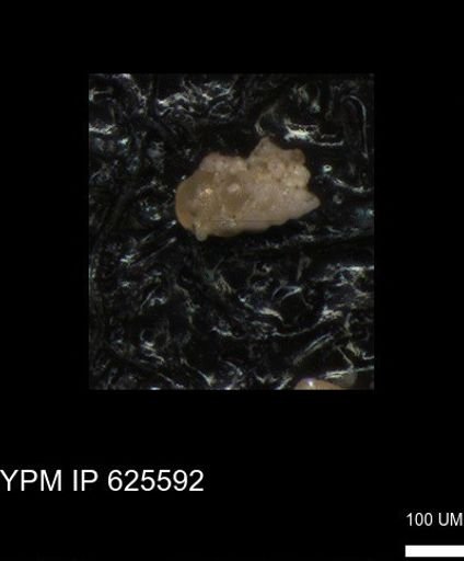 undet. Heterohelicidae