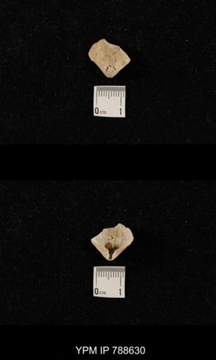 undet. Brachiopoda