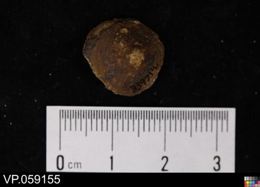 undet. Actinopterygii