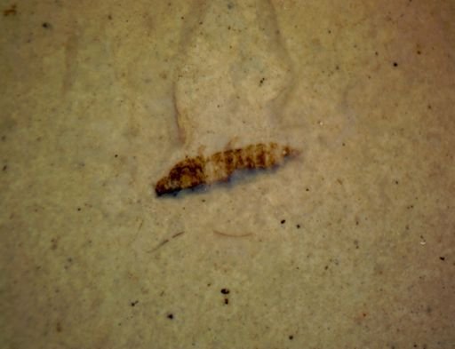 undet. Pterygota