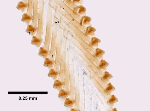 Pleurotoma (Pleurotomella) pandionis