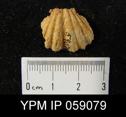 Spirifer cyclopterus