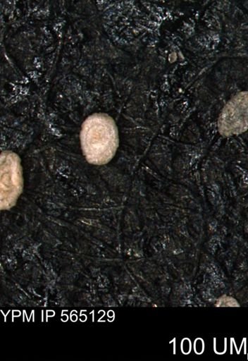 Spirolocammina planula