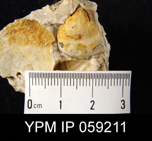 Meristella rostellata