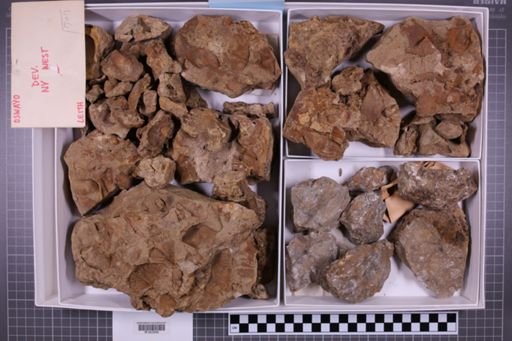 mixed taxa, stratigraphic collection