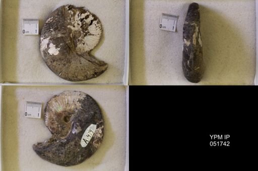 Hoploscaphites nicolletii