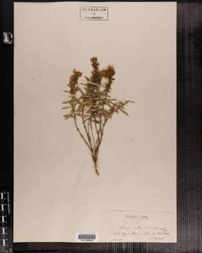 Plantae