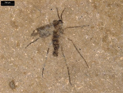 undet. Diptera