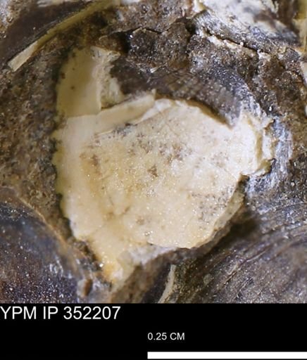 Parallelodon (Cosmetodon) sp.