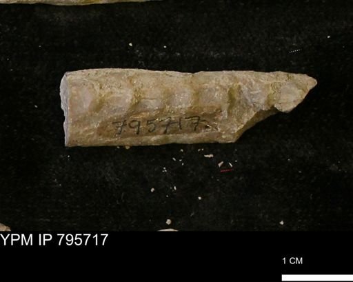 Baculites sp.