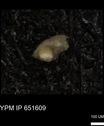 undet. Foraminiferida