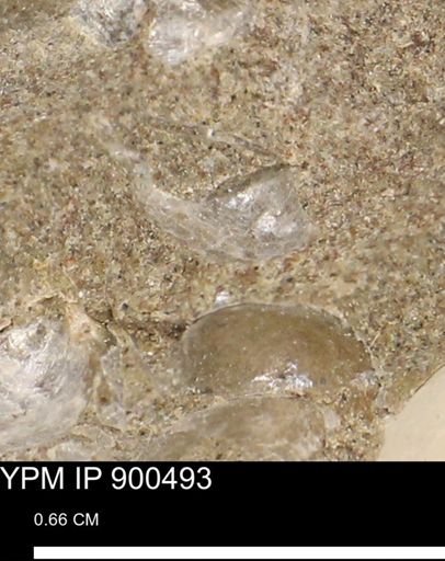 Anomia gryphorhyncha