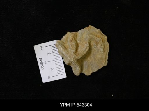 Asteriacites sp.