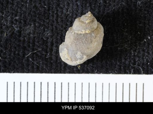 Viviparus montanaensis
