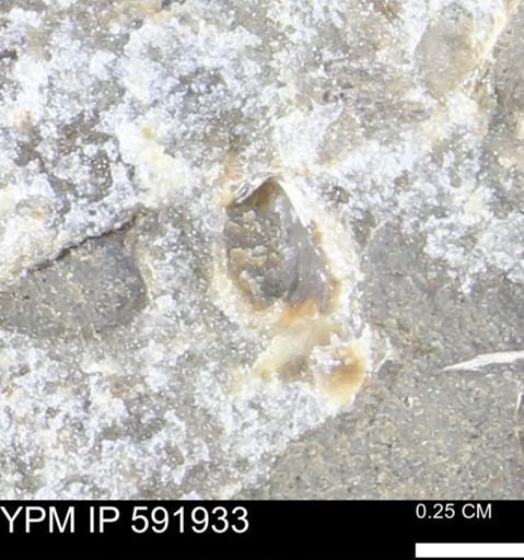 Mollusca
