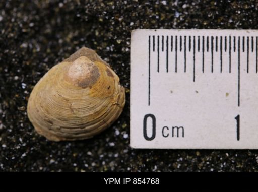 Limopsis striatopunctatus