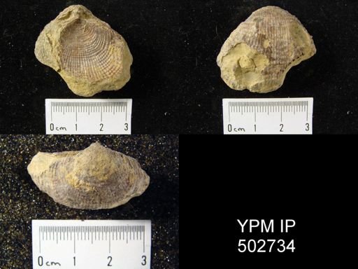 Productus sp.