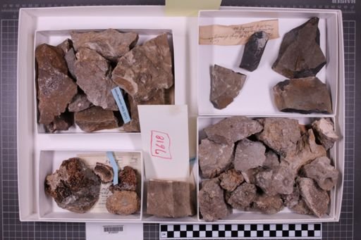 mixed taxa, stratigraphic collection