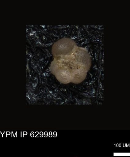undet. Foraminiferida