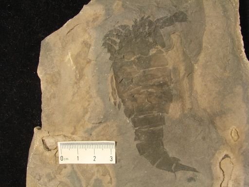 Erieopterus